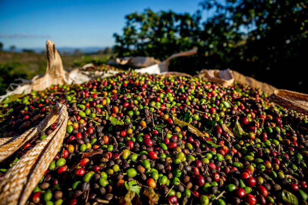 Denúncia à Alfândega dos EUA tem como base a Lei Tarifária de 1930, lei federal americana que proíbe a importação de produtos feitos com trabalho escravo (Foto: Lela Beltrão/Repórter Brasil)