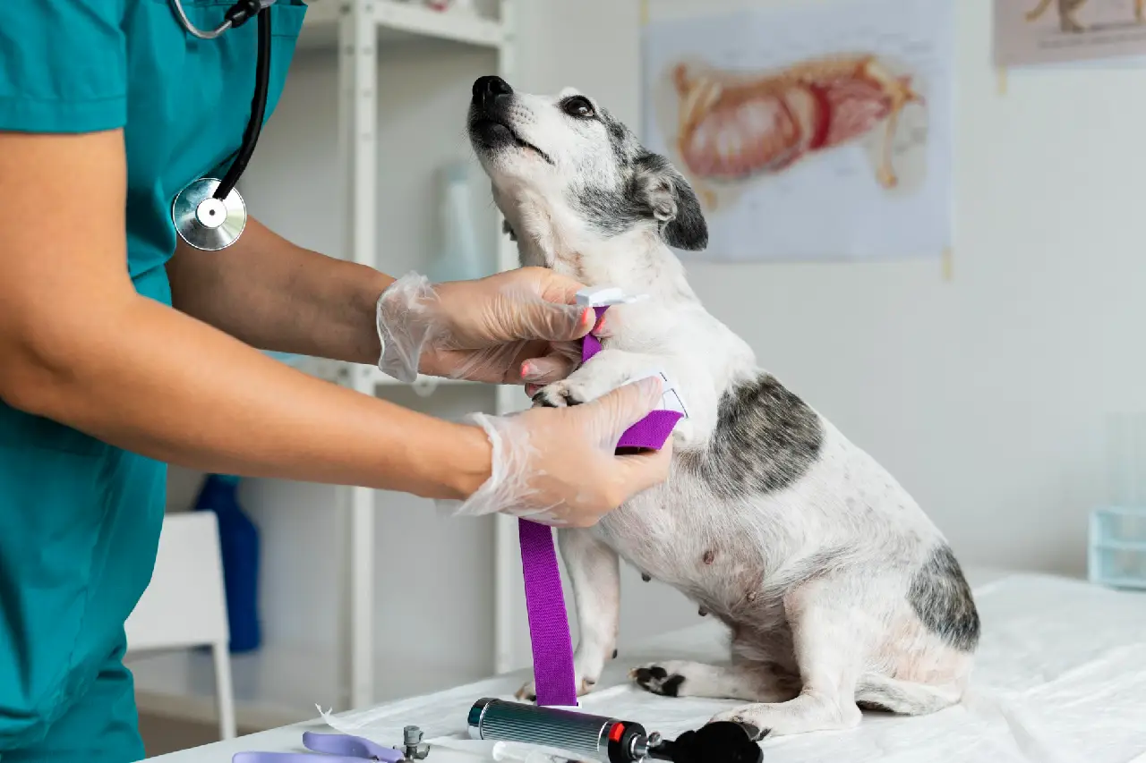 doação sangue pet