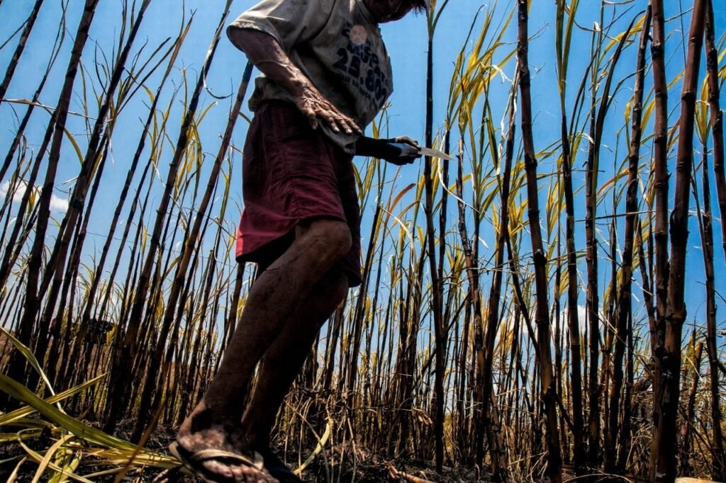 O cultivo de cana-de-açúcar é a atividade econômica com o maior número de trabalhadores do Maranhão resgatados do trabalho análogo à escravidão entre 2014 e 2023 (Foto: Sérgio Carvalho)
