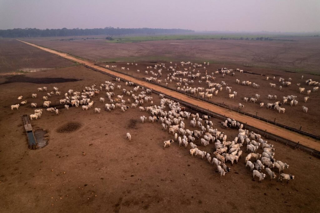 O Brasil é o quinto maior emissor do mundo, e mais de 75% das emissões nacionais vêm da pecuária, segundo a Changing Markets Foundation
(Foto: Reprodução/Repórter Brasil)