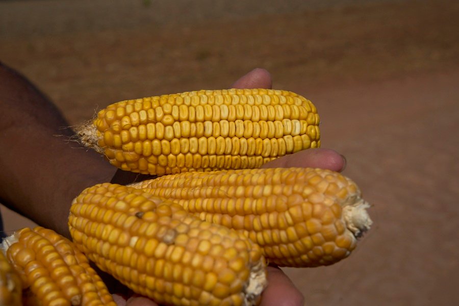 Milho produzido pela comunidade Melancias, na região de Gilbués e Santa Filomena, sul do Piauí (Foto: Mariana Greif/Repórter Brasil)
