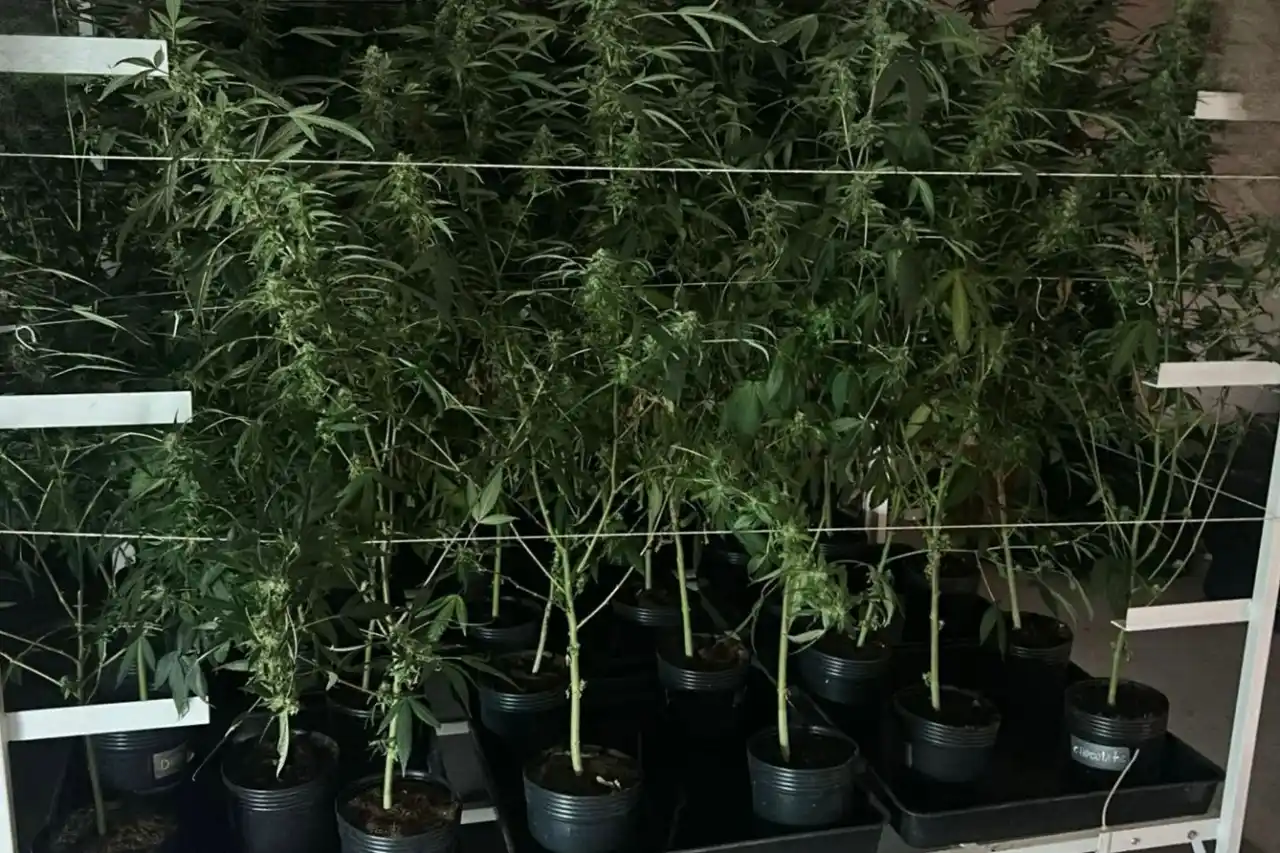 rota pe de maconha zona oeste sp