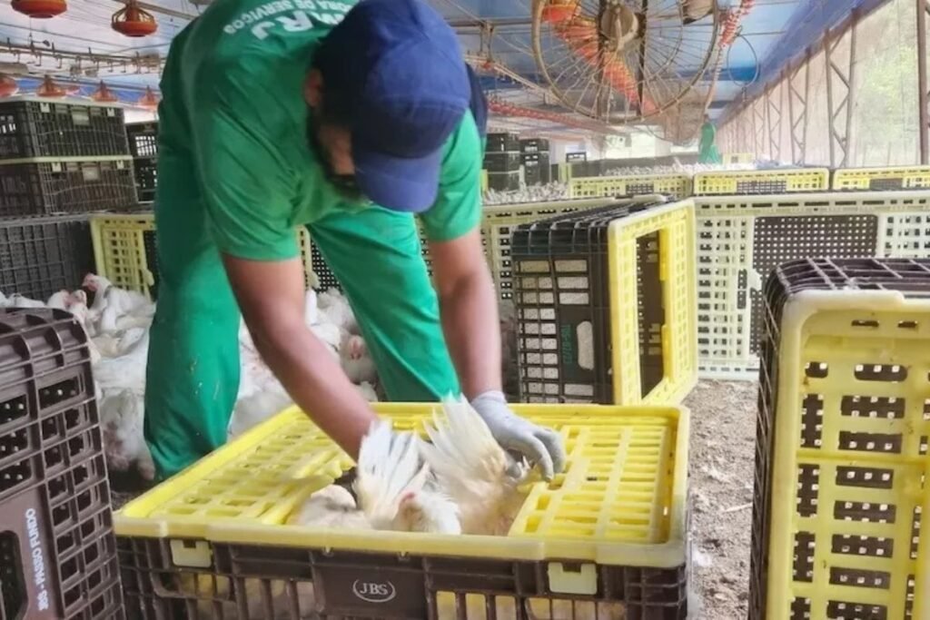Trabalhador da MRJ em granja: caso em empresa terceirizada levou JBS Aves a ser autuada por trabalho escravo (Foto: MTE)