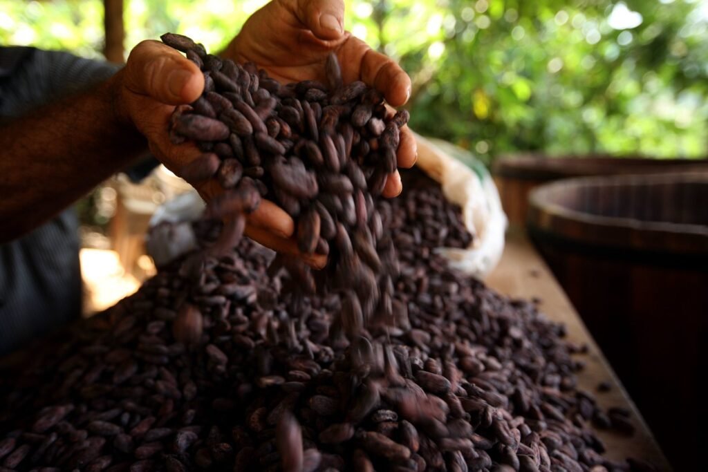 MPT cobra a responsabilização de empresas na ponta de cadeia produtiva do cacau, que compram insumos de produtores rurais autuados por irregularidades (Foto: Sidney Oliveira/Agência Pará)