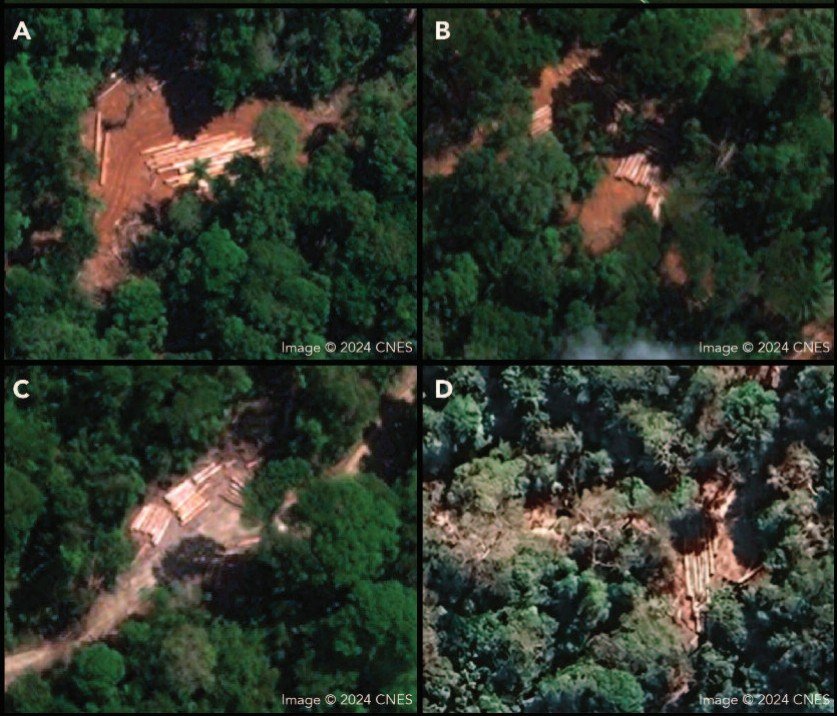 Via imagens de satélite, a EIA identificou uma operação de extração ilegal de madeira em grande escala no Território Indígena Munduruku entre 2023 e 2024. (Reprodução/Imagens de satélite fornecidas por CNES; mapa e localizações identificados pela EIA)