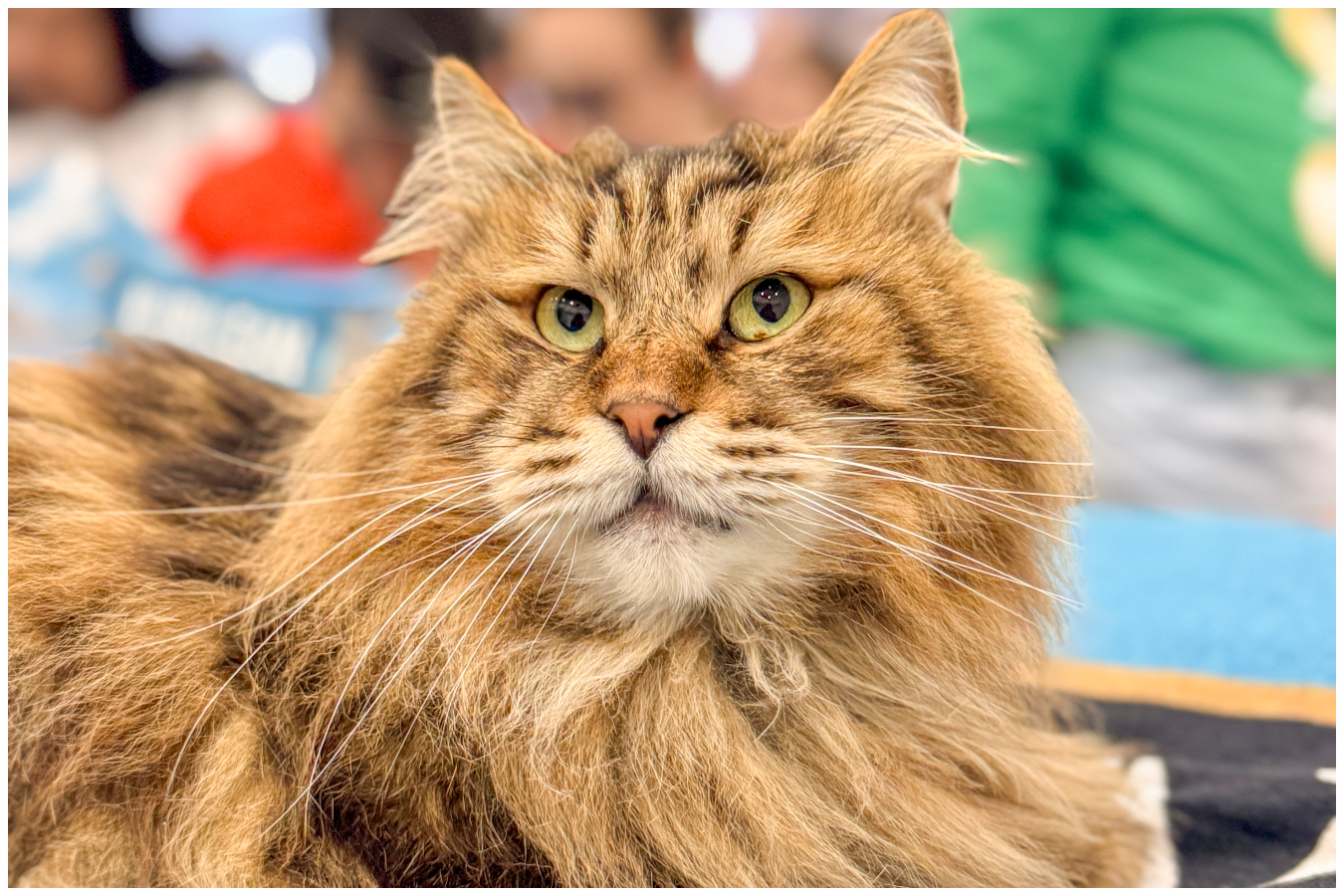 exposição de gatos exóticos no butantã shopping