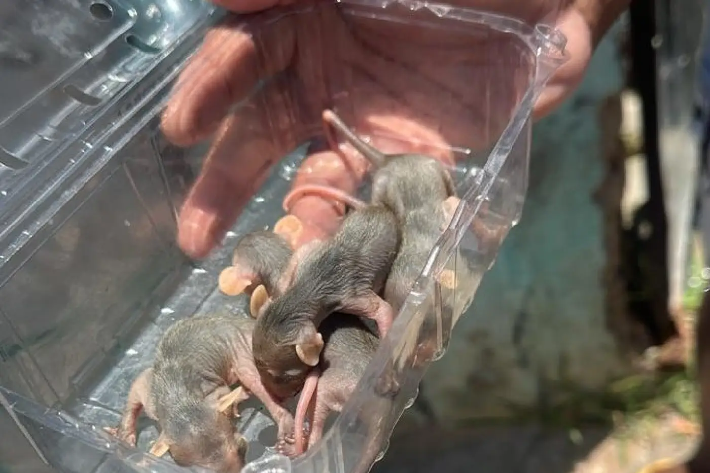 filhote de saruê carapicuíba