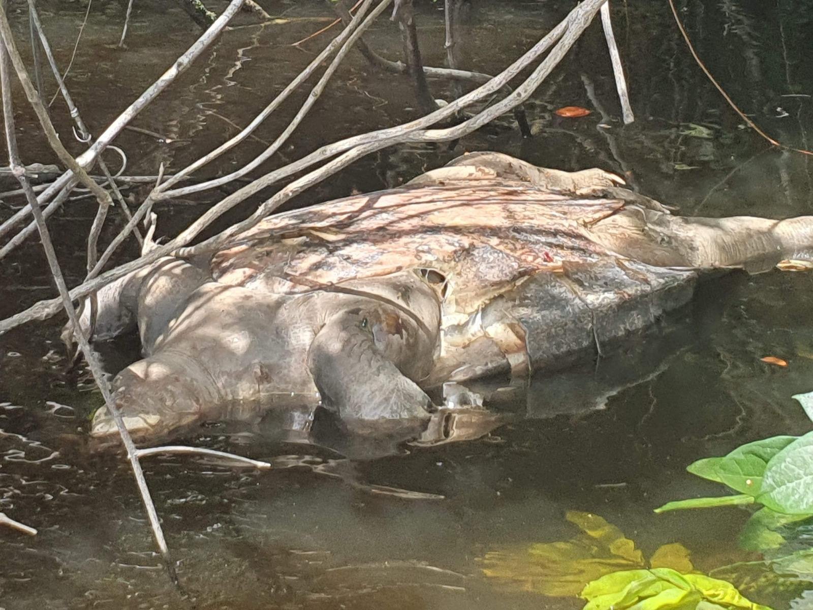 Em 2021 os kinja fizeram várias expedições pelo rio Alalaú e igarapé Tiaraju até encontrarem a origem da poluição no complexo minerário da Taboca. Além da sujeira na água, viram tartarugas e peixes boi mortos. Foto: ACWA (Associação Comunidade Waimiri Atroari)