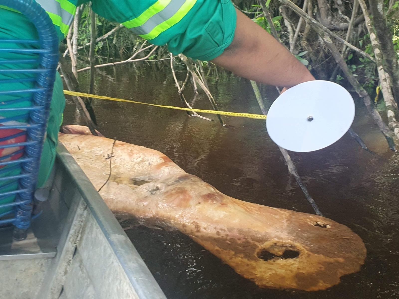 Em 2021 os kinja fizeram várias expedições pelo rio Alalaú e igarapé Tiaraju até encontrarem a origem da poluição no complexo minerário da Taboca. Além da sujeira na água, viram tartarugas e peixes boi mortos. Foto: ACWA (Associação Comunidade Waimiri Atroari)