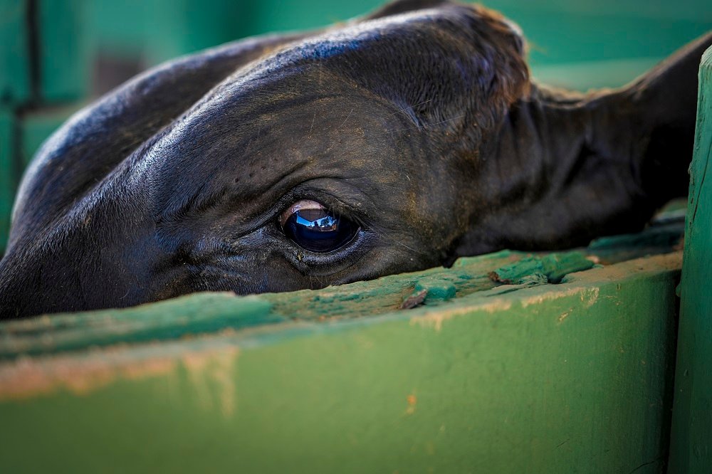 Animal exposto durante a 28ª edição da Expo Polo Carajás, que ocorreu em maio de 2025, em Redenção, no Pará (Foto: Fernando Martinho/Repórter Brasil/Maio de 2025)