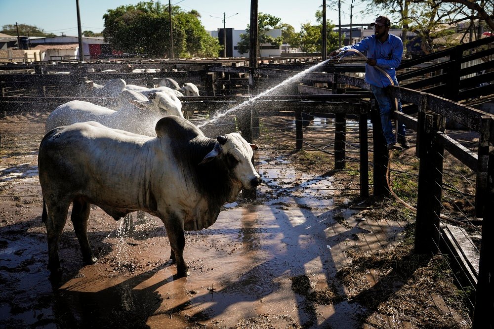 Santana do Araguaia tinha rebanho de 279 mil cabeças em 1986. Passou para 622 mil cabeças em 2023, segundo o IBGE (Foto: Fernando Martinho/Repórter Brasil/Maio de 2025)