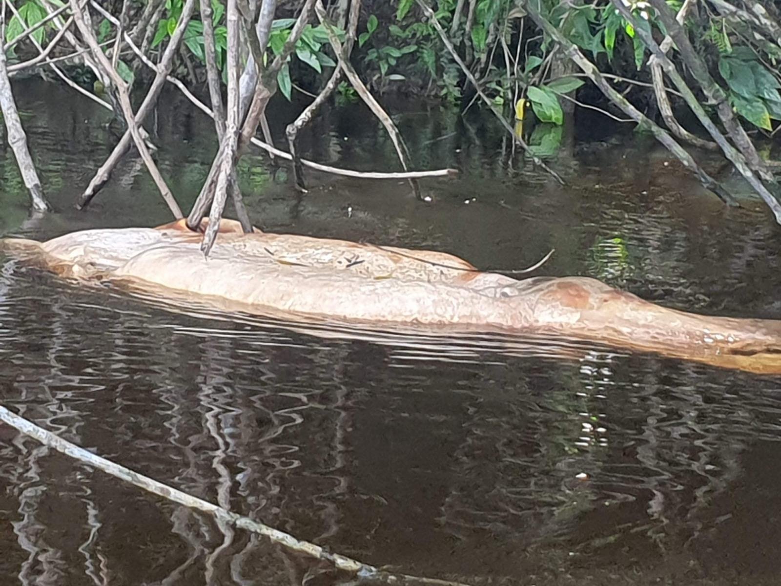 Em 2021 os kinja fizeram várias expedições pelo rio Alalaú e igarapé Tiaraju até encontrarem a origem da poluição no complexo minerário da Taboca. Além da sujeira na água, viram tartarugas e peixes boi mortos. Foto: ACWA (Associação Comunidade Waimiri Atroari)