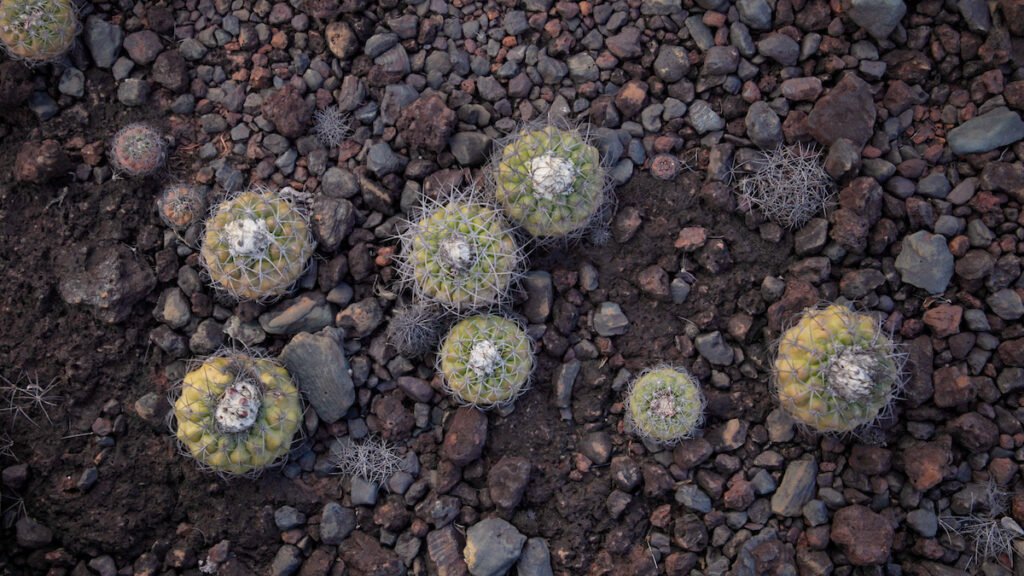 Vegetação do Cerrado típica do Norte de Minas Gerais brota em meio a