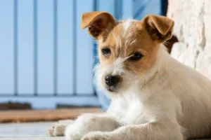 Quem fica com o pet após a separação? Nova lei muda regras no Brasil