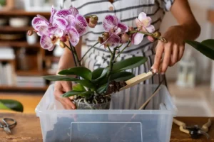 Inscrições abertas em Barueri para curso gratuito de cultivo de orquídeas